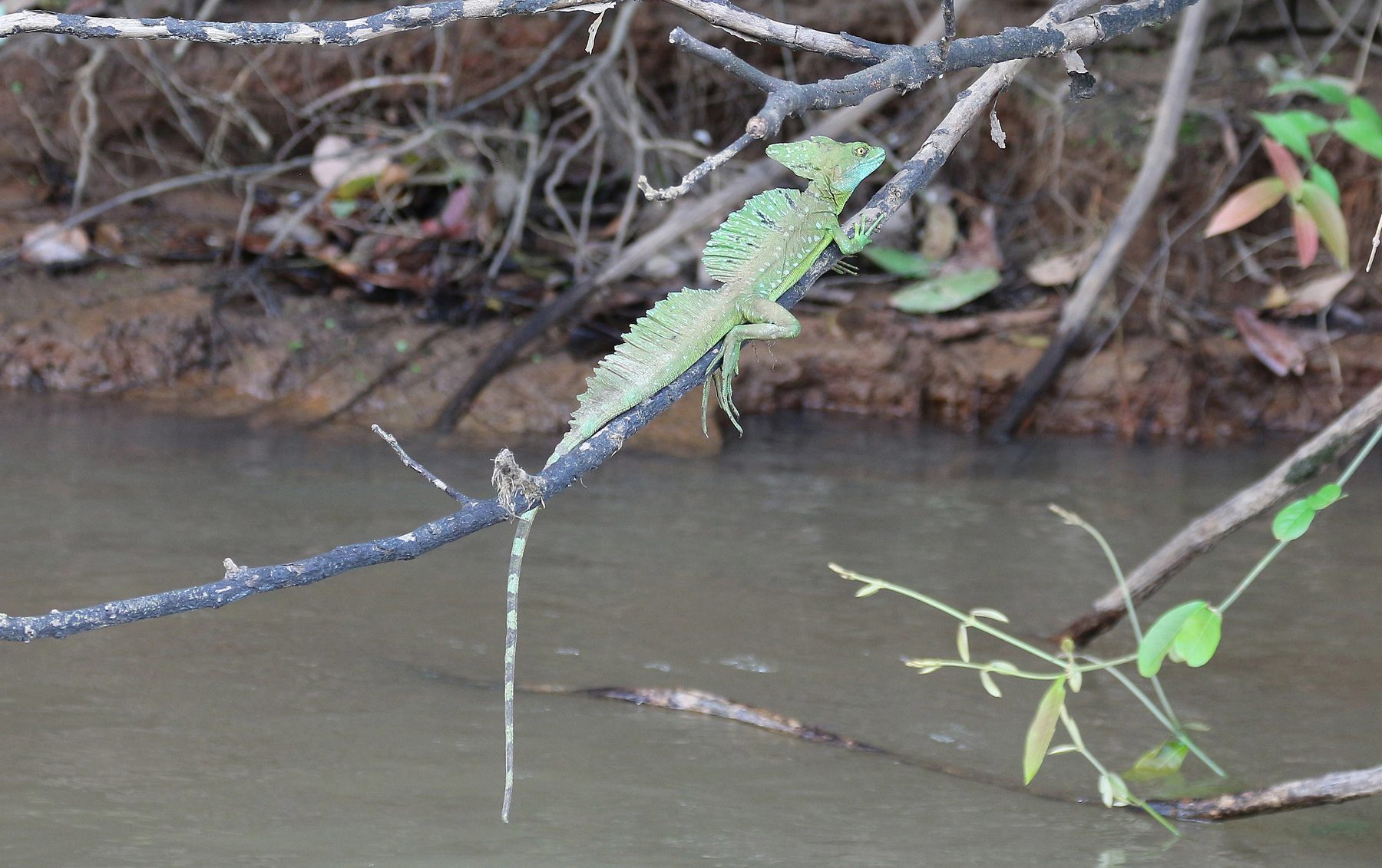 Le basilic (lézard Jésus-Christ) (Basiliscus basiliscus) au Costa Rica