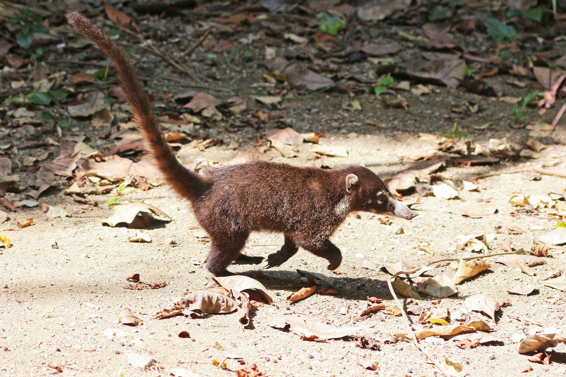 Le coati à nez blanc (Nasua narica) observé à Manuel Antonio, Costa Rica