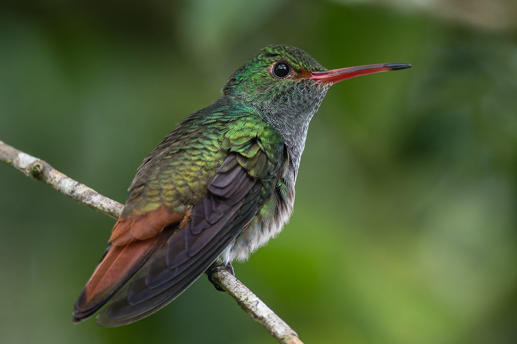 Les colibris au Costa Rica