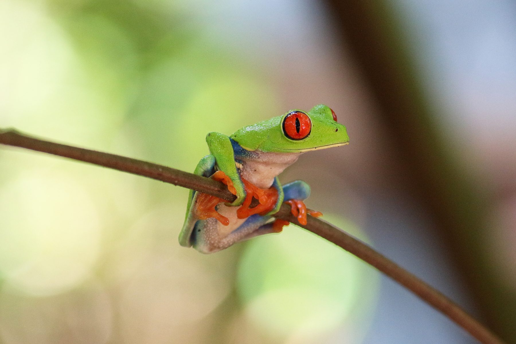 Manuel Antonio Nocturne — excursion guidée en français au Costa Rica