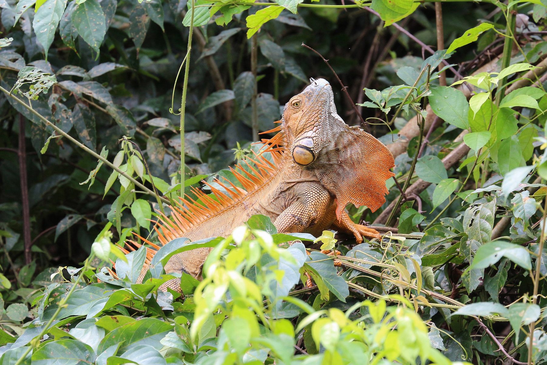 L'iguane vert (Iguana iguana) au Costa Rica