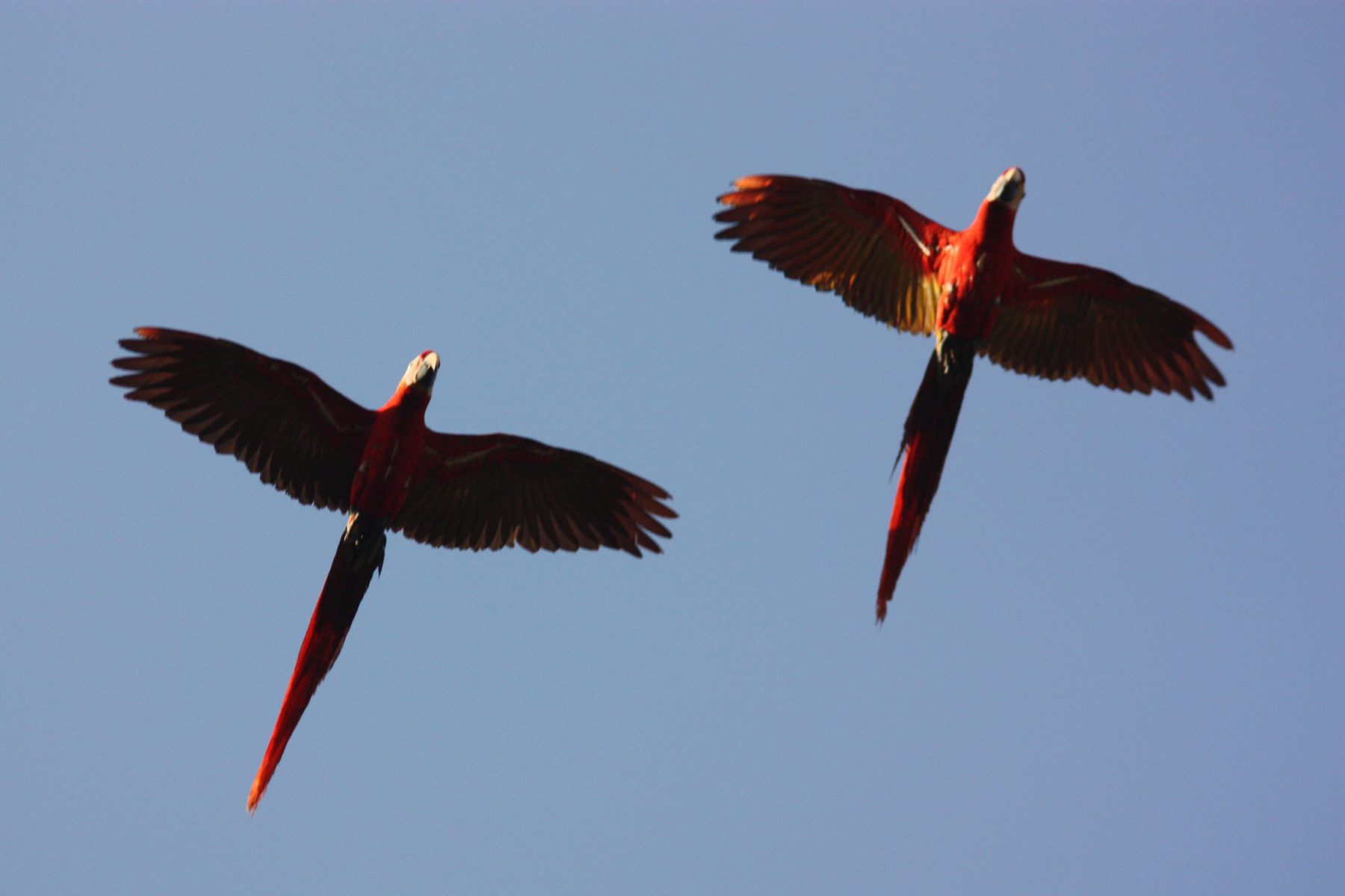 L'ara rouge (Ara macao) observé à Manuel Antonio, Costa Rica
