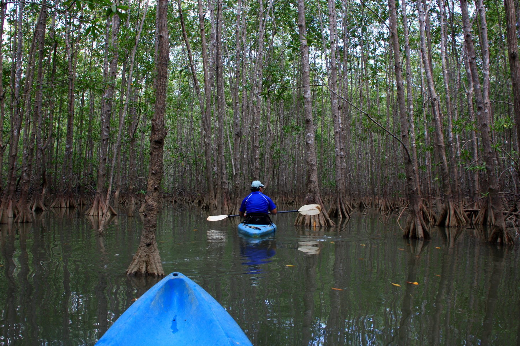 Mangrove de l'Île Damas — excursion guidée en français au Costa Rica