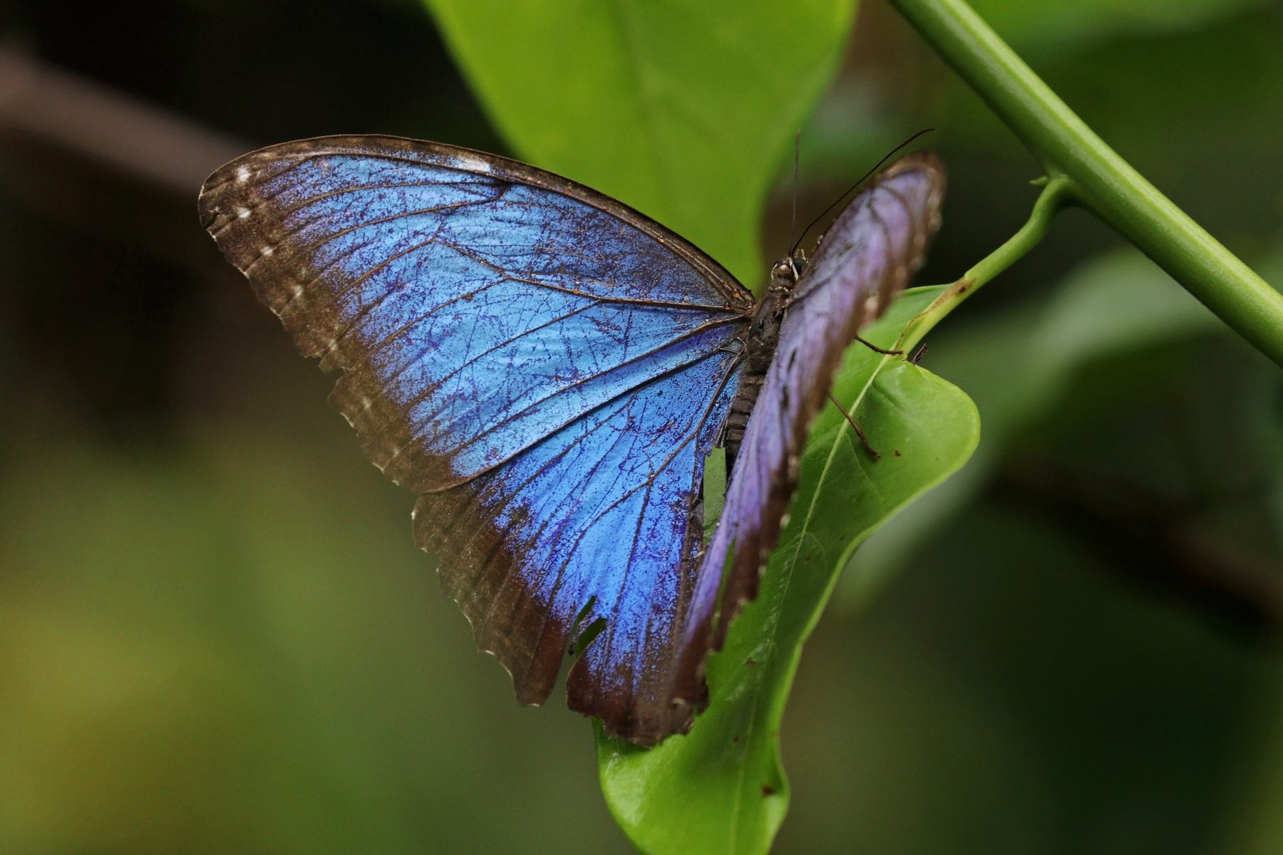 Papillon morpho bleu