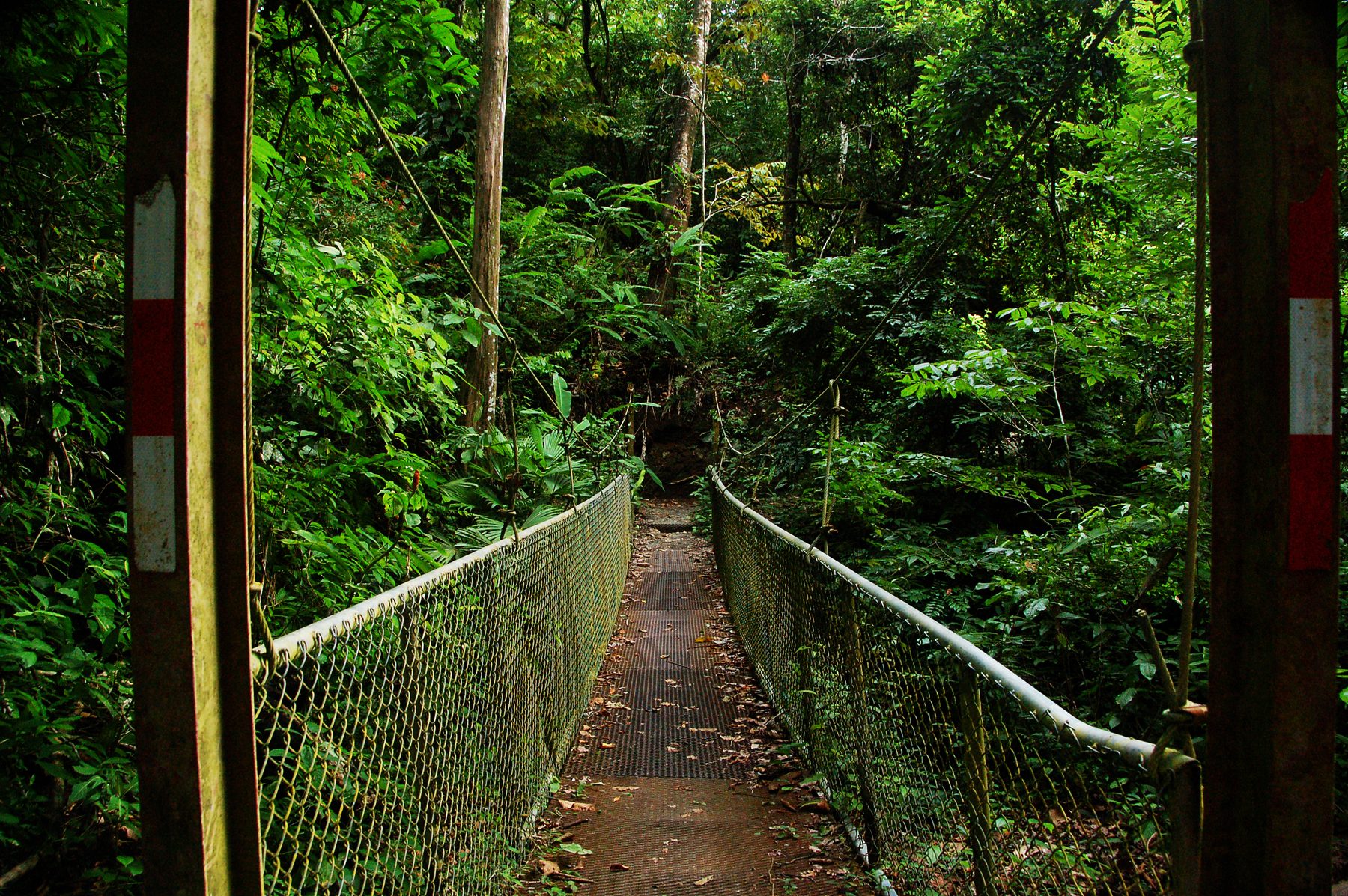 Pont suspendu dans la forêt tropicale de la réserve Rainmaker, Costa Rica