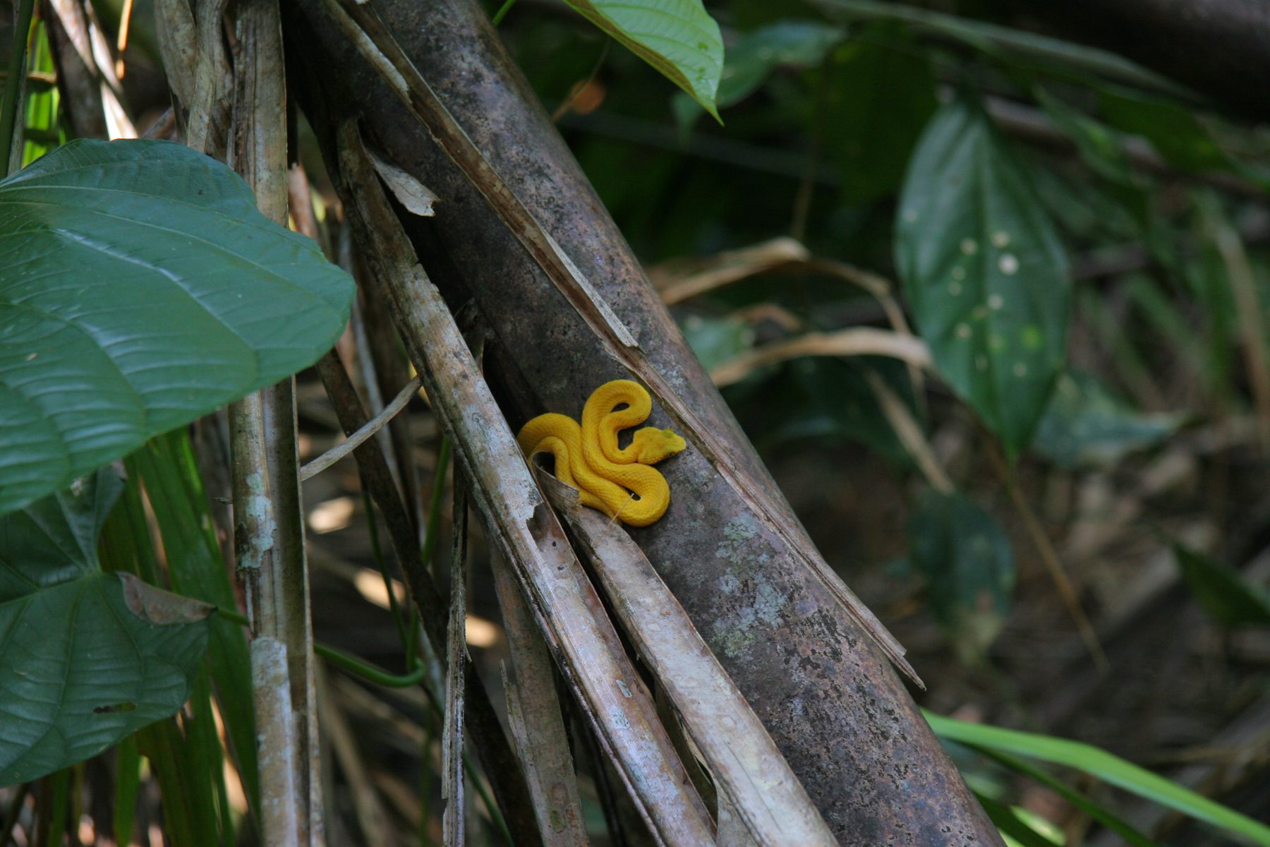 La vipère de cils (Bothriechis schlegelii) au Costa Rica