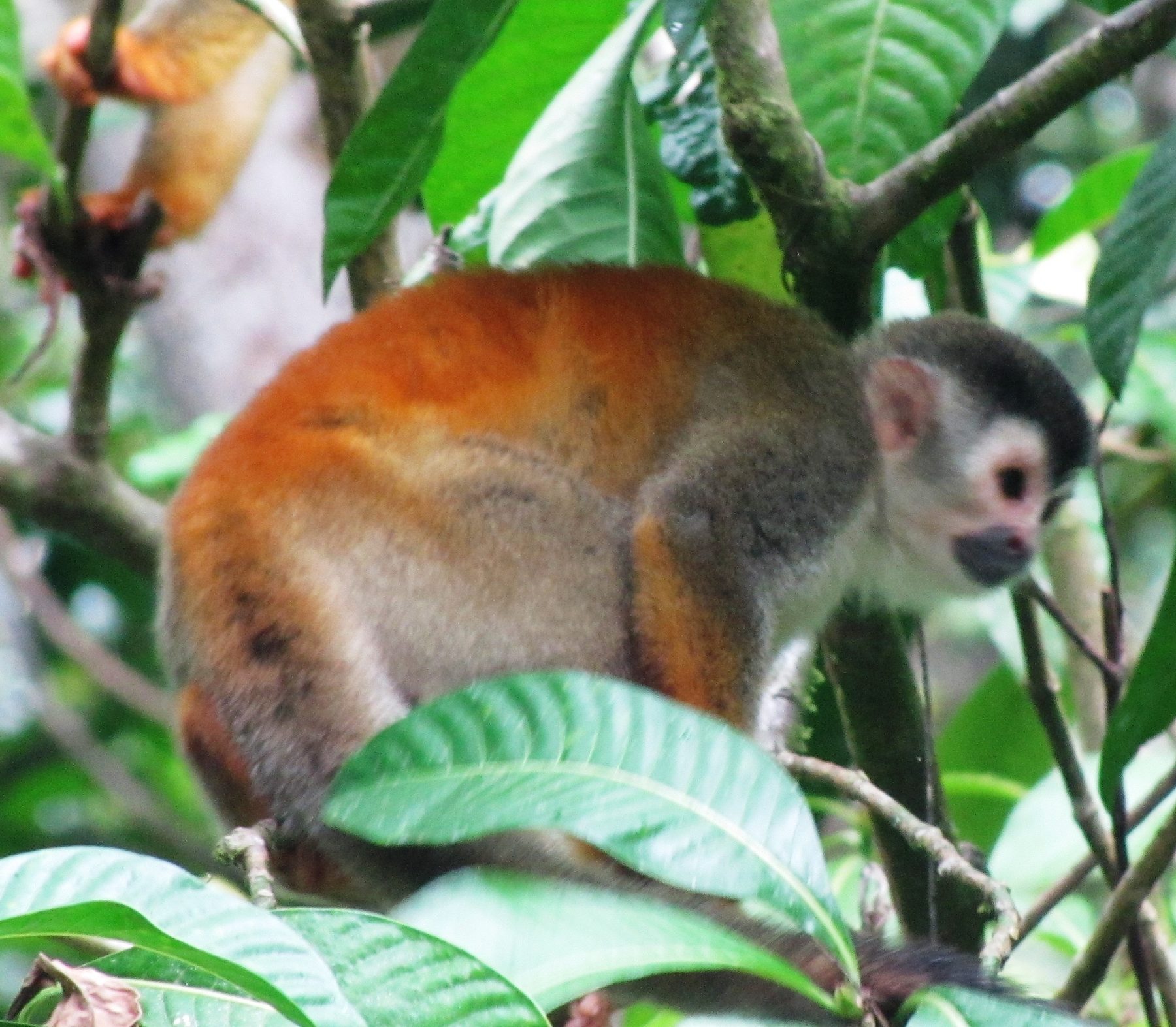 Le singe écureuil (mono tití) (Saimiri oerstedii) observé à Manuel Antonio, Costa Rica