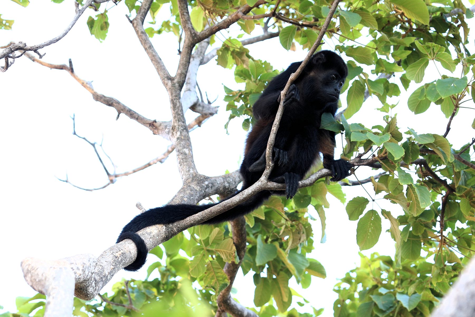 Le singe hurleur à manteau (Alouatta palliata) au Costa Rica