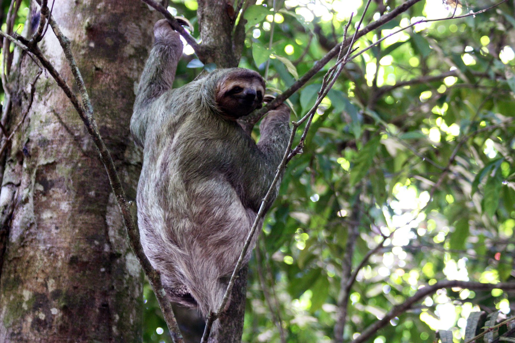 Le paresseux à trois doigts (Bradypus variegatus) observé à Manuel Antonio, Costa Rica